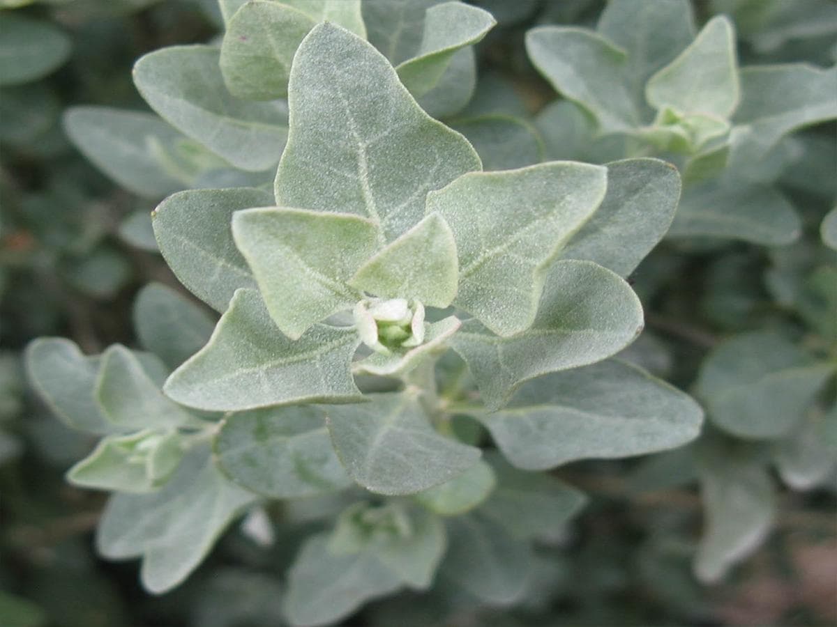 بذر سلمکی بوته ای (آتریپلکس)