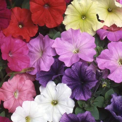 بذر عمده گل اطلسی ایرانی پرگل