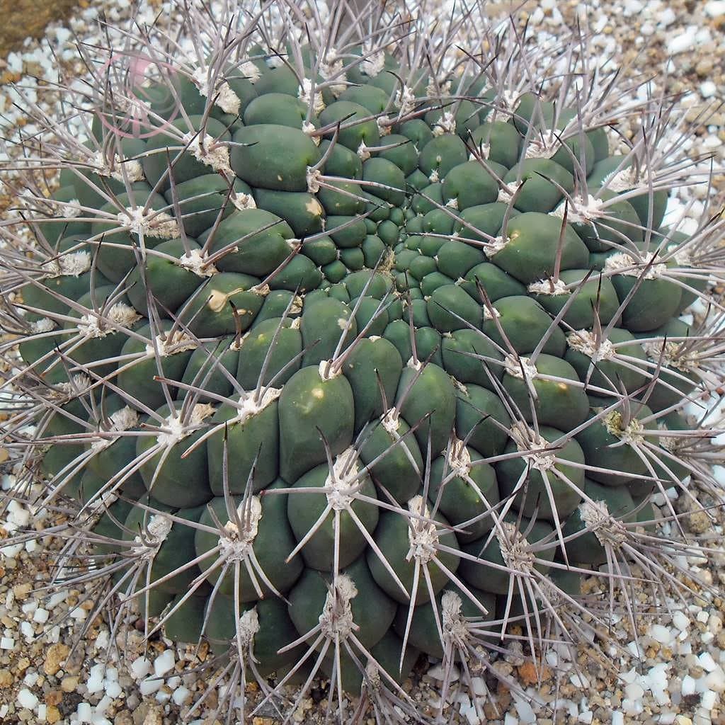 بذر کاکتوس ژیمینو کالسیوم ساگلیونیس