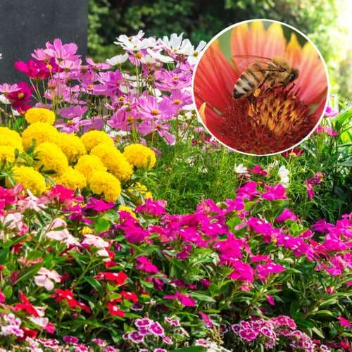 بذر میکس گلهای مناسب زنبور عسل