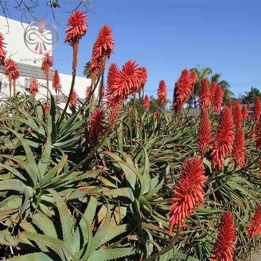 بذر شاخ بزی