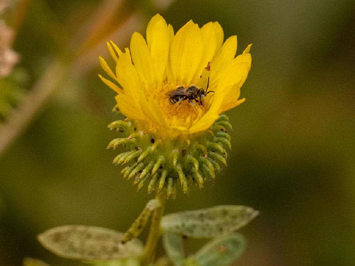 بذر گیاه گریندلیا