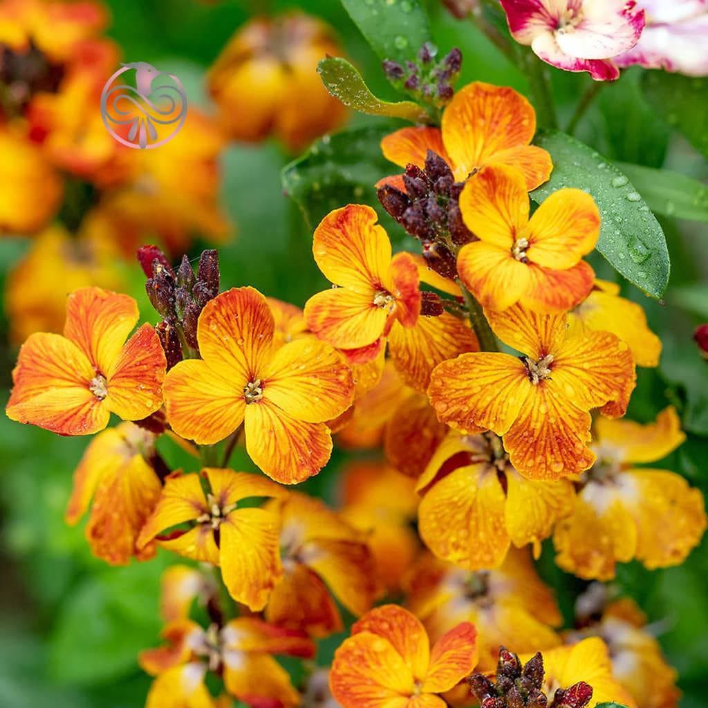 بذر گل شب بو زعفرانی