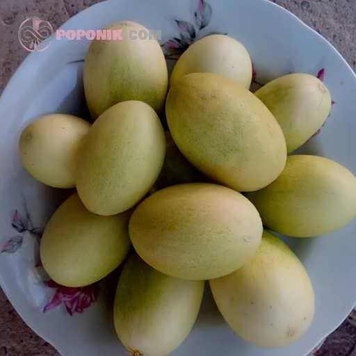 بذر خربزه مینیاتوری