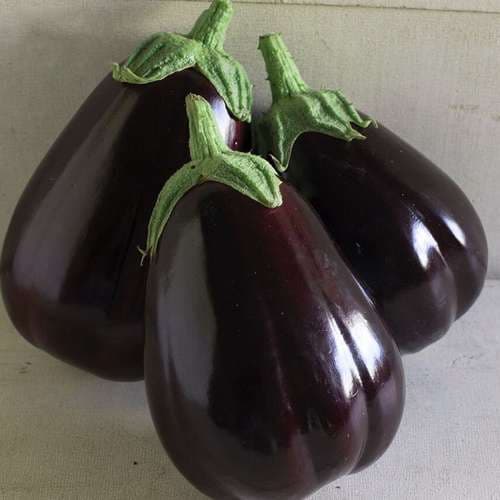 بذر بادمجان دلمه ای هیبرید F1