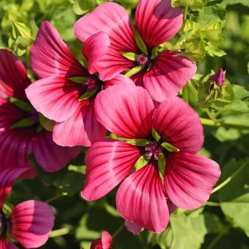 بذر گل پنیرک ارغوانی هلندی