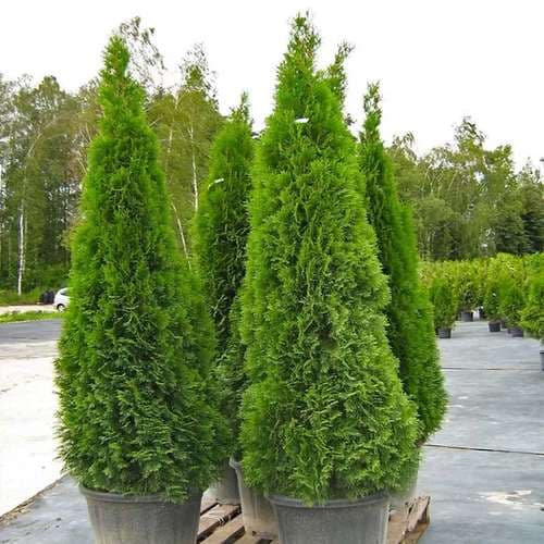 بذر درخت سرو شیراز