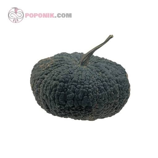 بذر کدو عروسکی سیاه