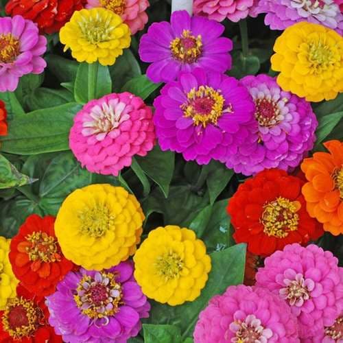 بذر گل آهار پاکوتاه اصلاح شده (گل درشت)