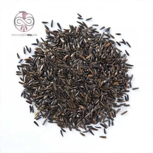 بذر دان سیاه