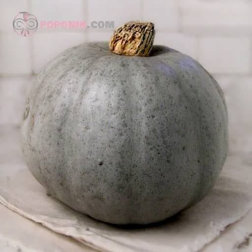 بذر کدو تنبل هوکایدو آبی