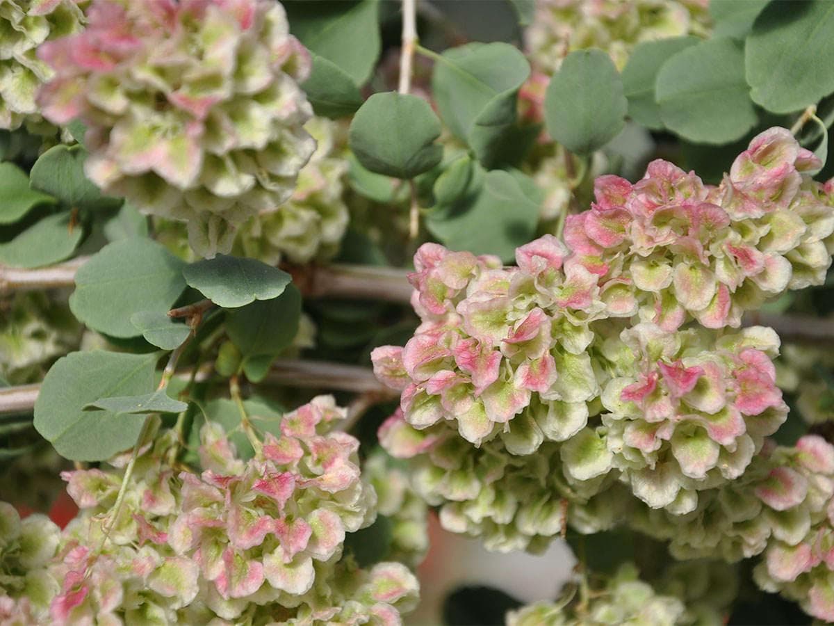 بذر کاروان کش