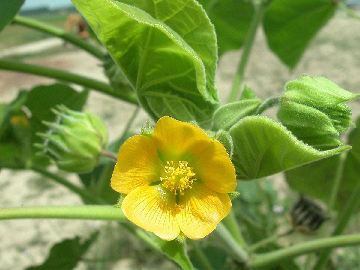 بذر شال کنف