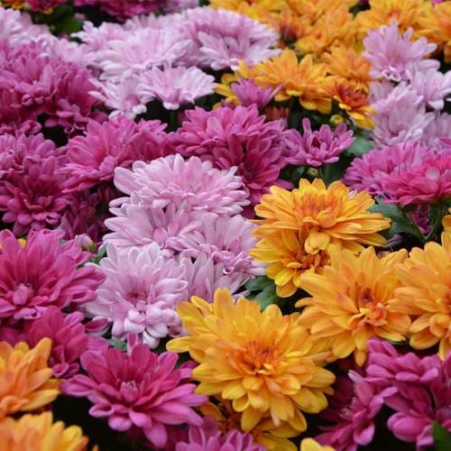 بذر عمده گل داوودی پاکوتاه الوان