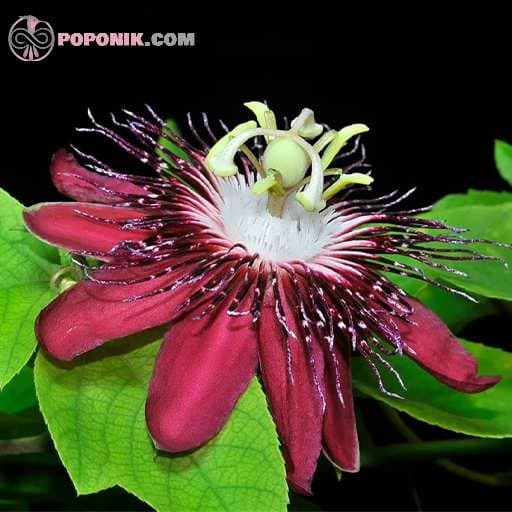 بذر پیچ گل ساعتی زرشکی