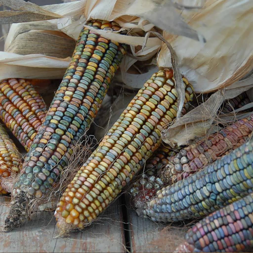 بذر ذرت رنگین کمان دندانی