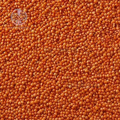 بذر عدس قرمز