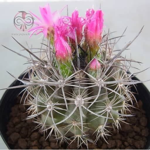 بذر کاکتوس نئوپورتریا کلاواتا