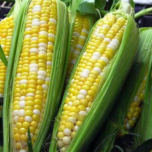 بذر ذرت خیلی شیرین