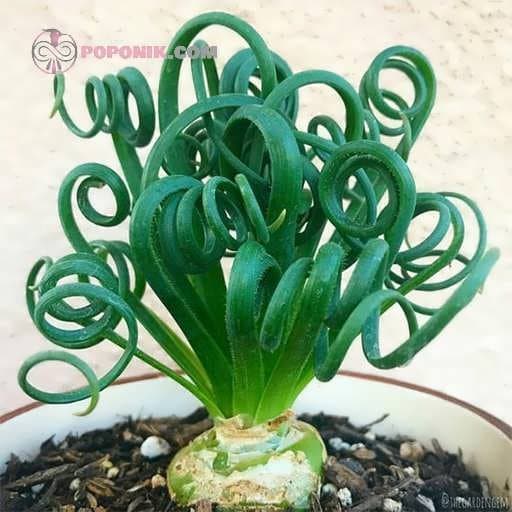 بذر ساکولنت آلبوکا حامله