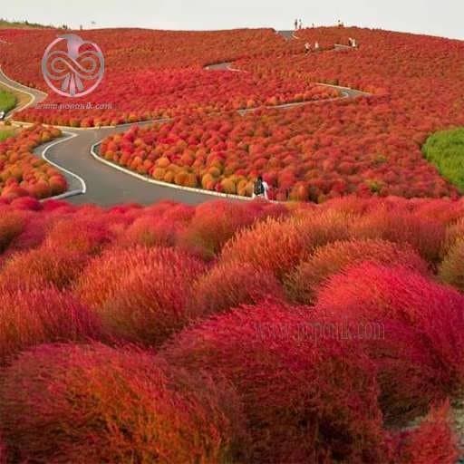 بذر درختچه جارو