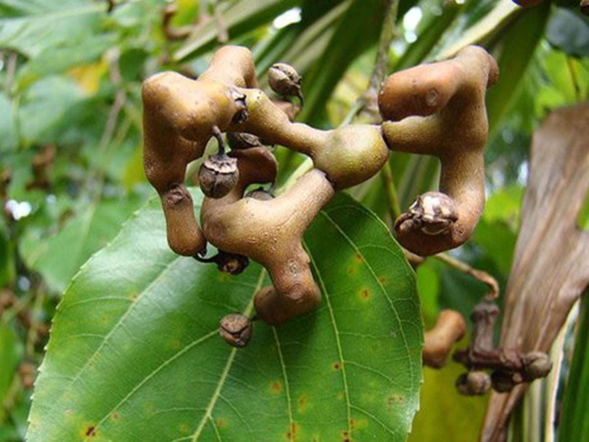 بذر درخت کشمش ژاپنی