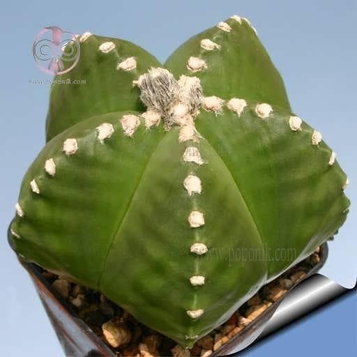 بذر کاکتوس آسترو روکوتسو میکس