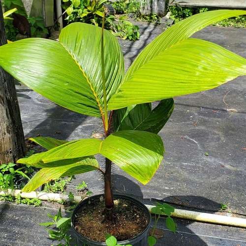 بذر نخل چتری پایه دار