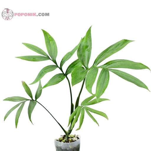 بذر برگ انجیری کنتیایی