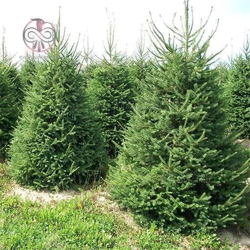 بذر کاج نراد پیکا