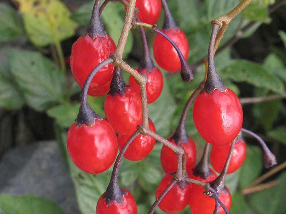 بذر تاجریزی جنگلی