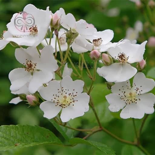 بذر گل رز مولتی فلورا