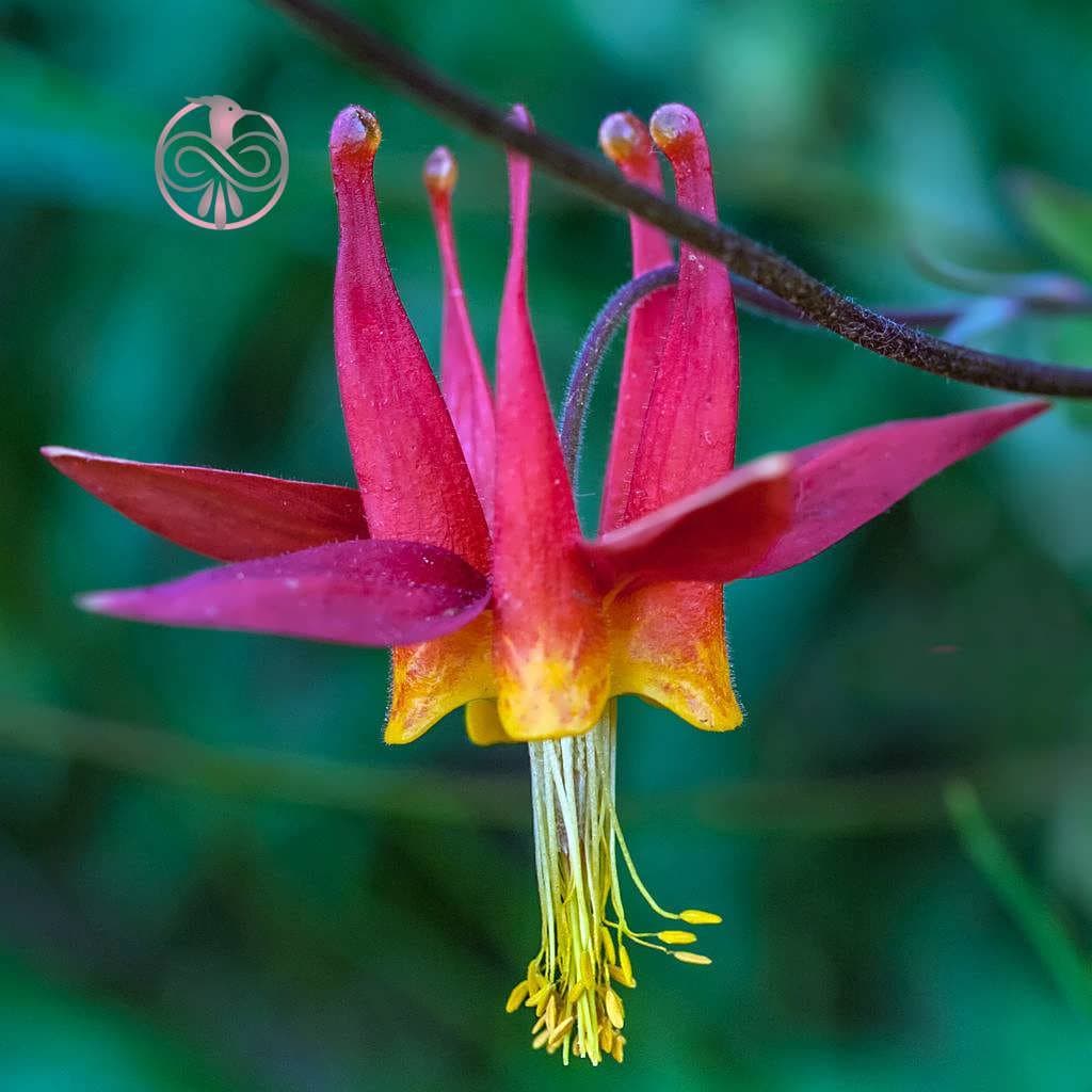 بذر گل تاج الملوک