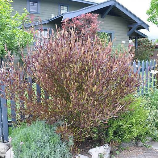 بذر درخت ناترک