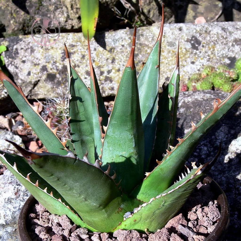 بذر کاکتوس آگاو پارپاسوروم