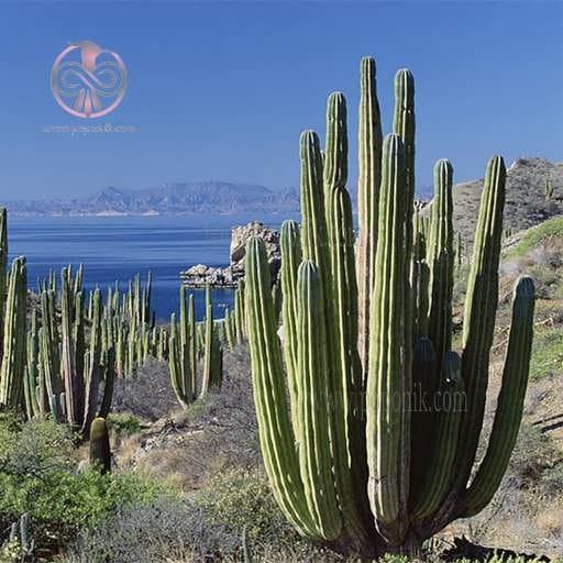 بذر کاکتوس عظیم الجثه مکزیکی