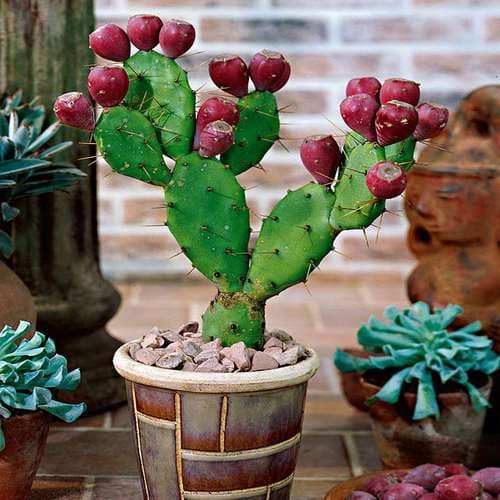 بذر کاکتوس اپونتیا یا گلابی خاردار