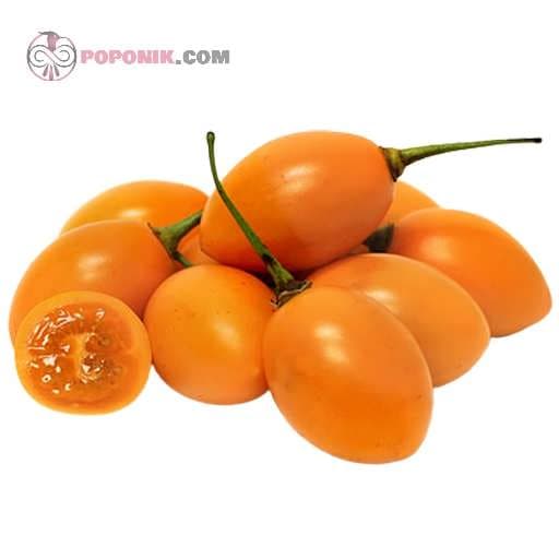 بذر درخت تاماریلو نارنجی