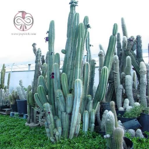 بذر کاکتوس پیلوسرئوس پاچی کلاندوس