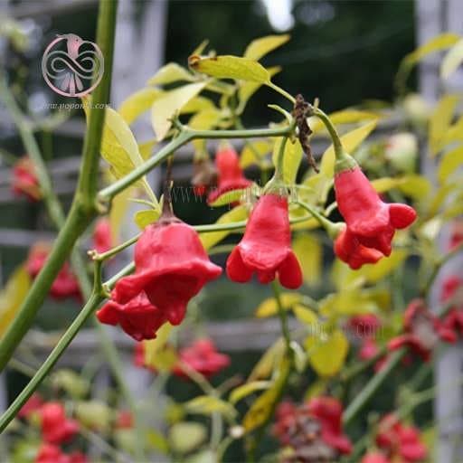 بذر فلفل زنگوله ای