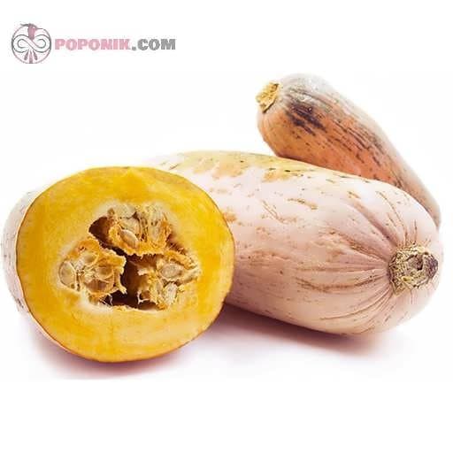 بذر کدو تنبل موزی صورتی