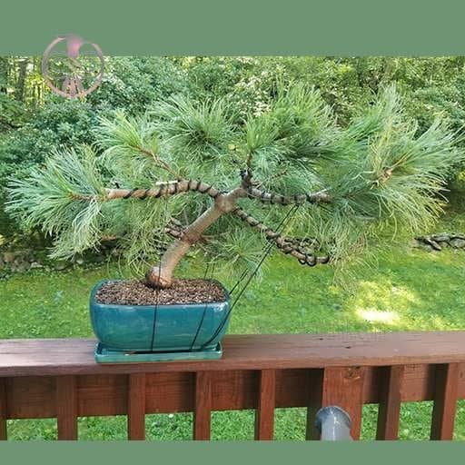 بذر کاج نراد لویانا