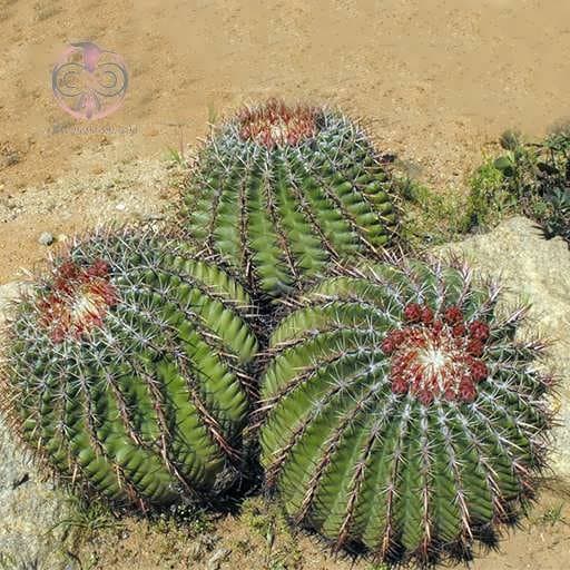 بذر کاکتوس فرو ویریدسکنس