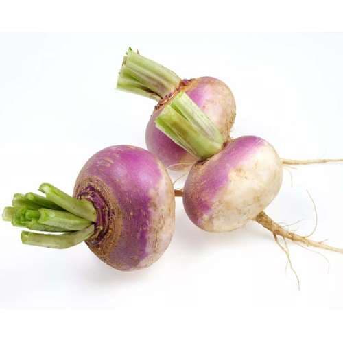 بذر شلغم دو رنگ خارجی