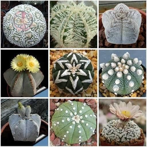 بذر کاکتوس استرا استروفیتوم میکس