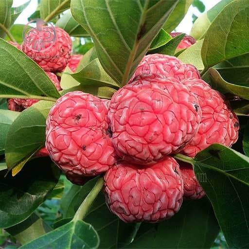 بذر درختچه توت پاییزه چینی