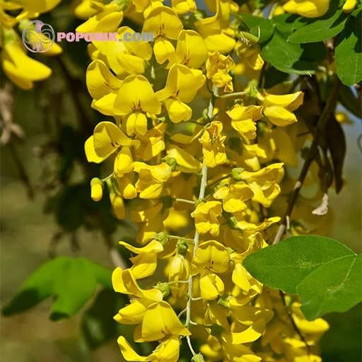 بذر درخت لابورنوم انا گیرویدز