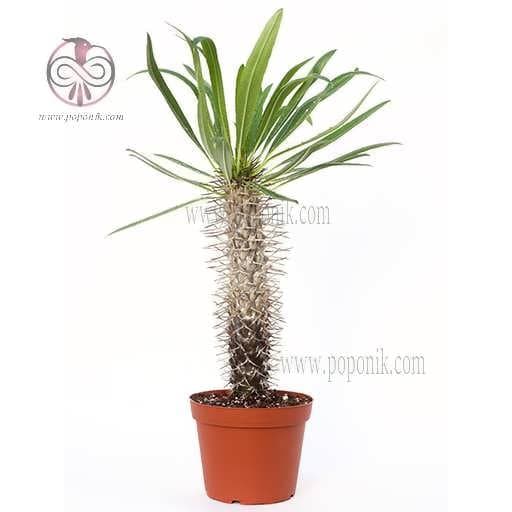 بذر نخل ماداگاسکار لامری