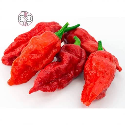 بذر فلفل بوت چولوکیا