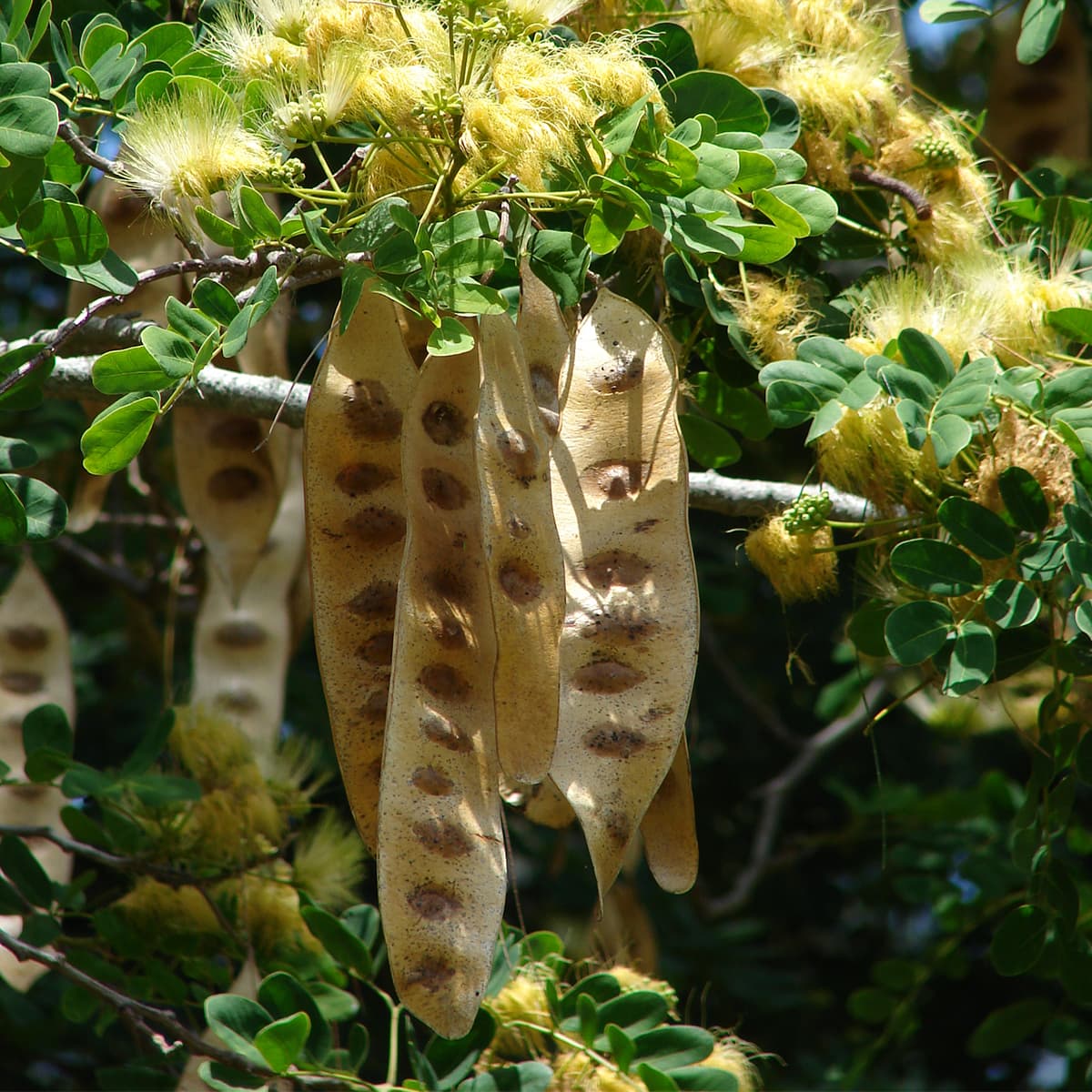 بذر درخت گل ابریشم